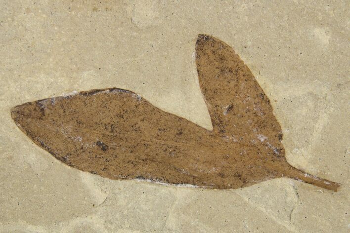 Eocene Fossil Balloon Vine (Cardiospermum) Leaf - Utah #334200